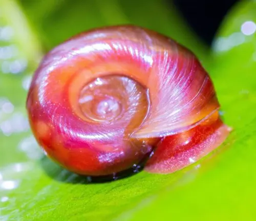 A "Ramshorn Snail" perched on a leaf with red and purple hues.