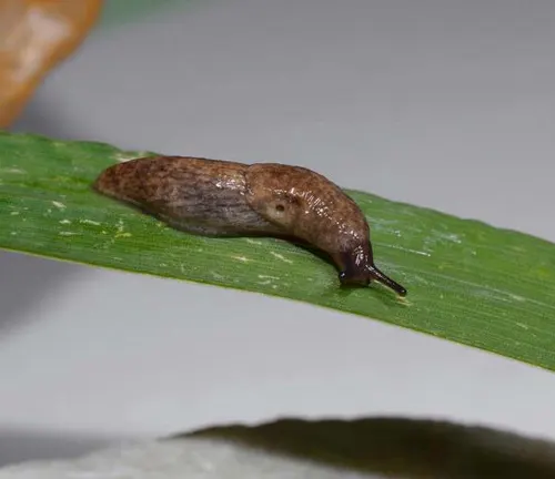 A gray garden slug slowly crawls on a leaf.