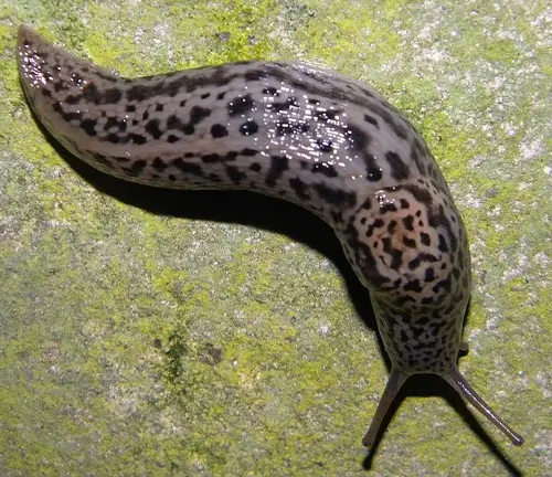 A "Leopard Slug" with black spots on its body.