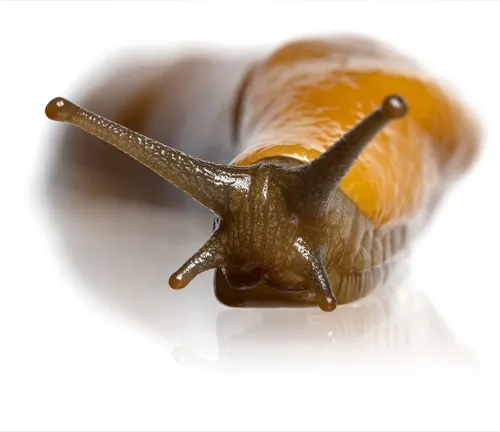 A banana slug slowly crawls on a white background. It is a yellowish-brown gastropod mollusk.