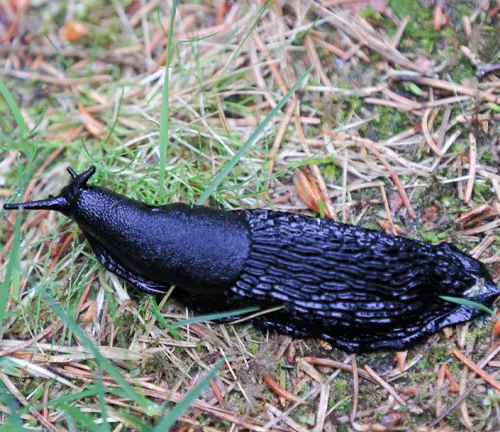  A black slug with unique coloration crawling on the ground in the grass.
