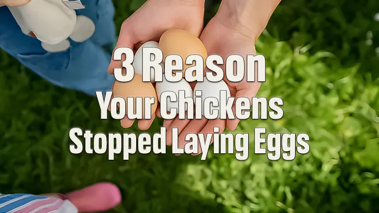 3 Reasons Your Chickens Stopped Laying Eggs