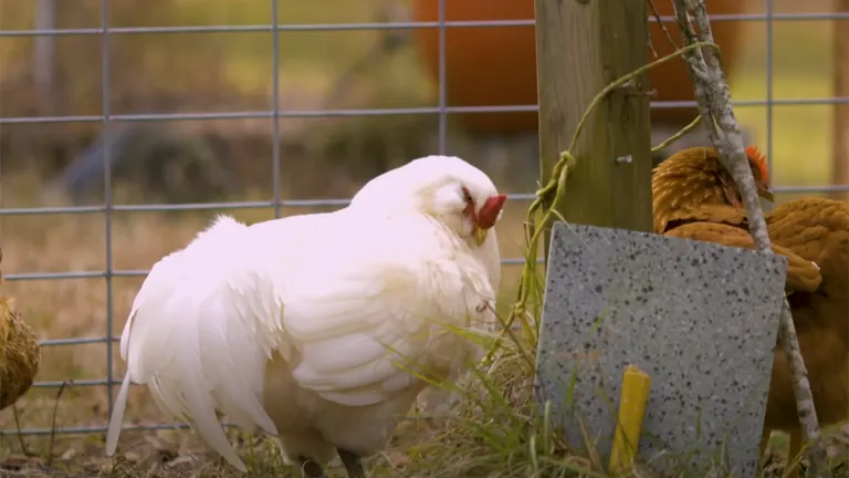 A white chicken and a brown chicken near a fence, with the white one preening and the brown one partially obscured