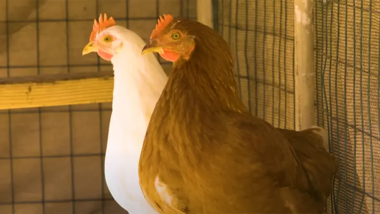 Two chickens perched side by side inside a coop, one white and one brown