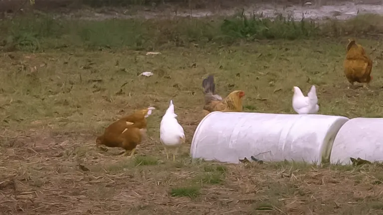 Chickens foraging near a white feeder in an outdoor enclosure with grass and bare patches