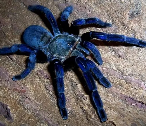 A close-up image of a Cobalt Blue Tarantula, showcasing its vibrant blue color and hairy legs.