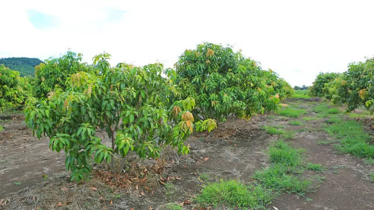 A mango orchard with rows of mango trees, showcasing various stages of foliage density, under a cloudy sky.