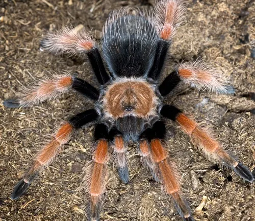 A Mexican Red Knee Tarantula with orange and black stripes, showcasing its size and distinctive appearance.