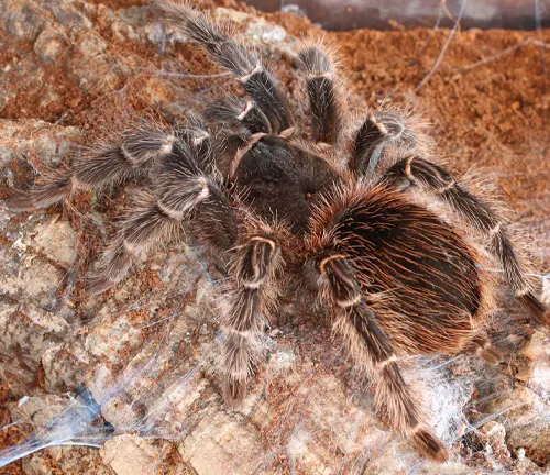 Salmon Pink Birdeater Tarantula with distinct pink coloration and large size, showcasing unique features in its appearance.