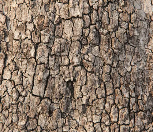Close-up of rough, cracked tree bark texture