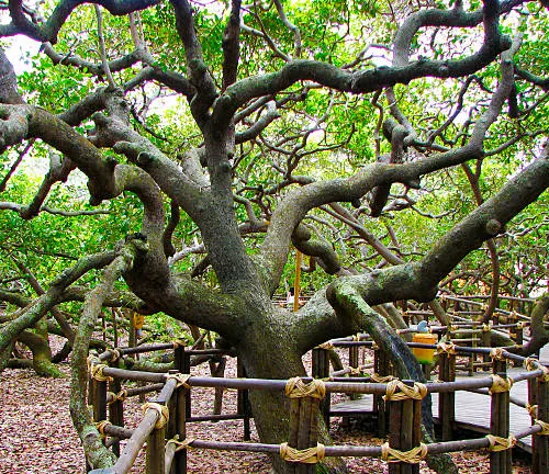 Ancient, sprawling tree with gnarled branches supported by wooden braces