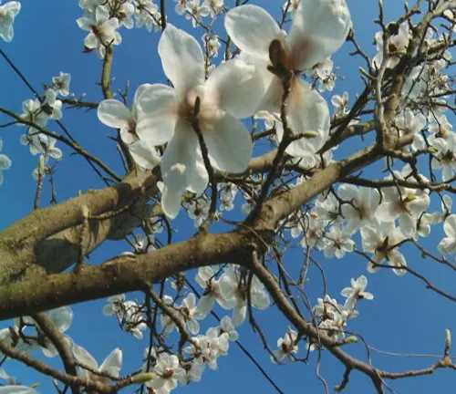 White magnolia flowers against a blue sky