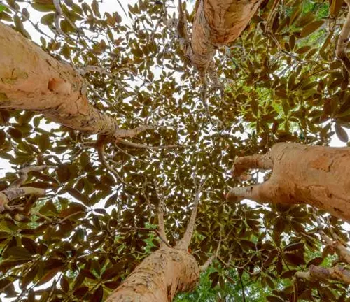 Upward view of tree trunks converging into a leafy canopy.