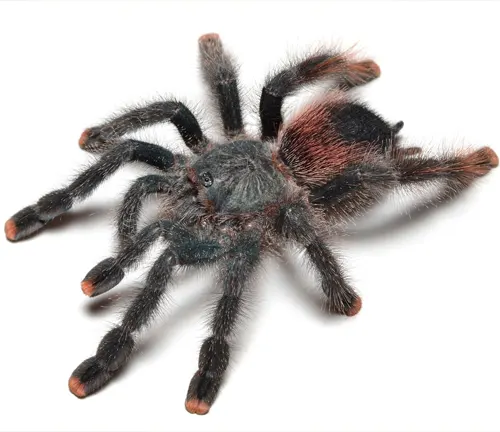 Pink Toe Tarantula: A vibrant spider with pinkish coloration on its legs and body, showcasing its unique and striking appearance.