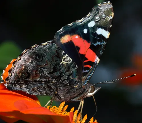 A vibrant red admiral butterfly perched on a beautiful orange flower. The coloration of the butterfly is striking.