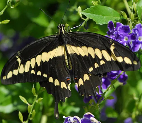 A black and yellow Giant Swallowtail Butterfly perched on purple flowers.