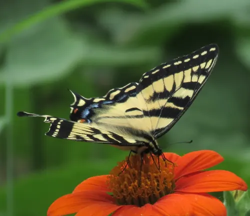 A vibrant Eastern Tiger Swallowtail butterfly perches gracefully on an orange flower.