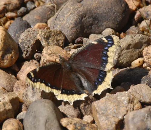 Camouflage adaptation of a Mourning Cloak Butterfly blending seamlessly with tree bark to avoid predators.