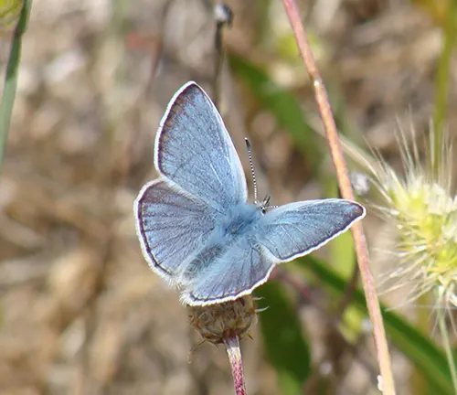A Large Blue Butterfly perched on a plant in the grass, showcasing its vibrant blue coloration and markings.