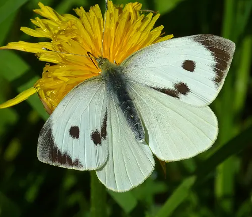 A Large White Butterfly with black spots on its wings perches on a yellow flower.