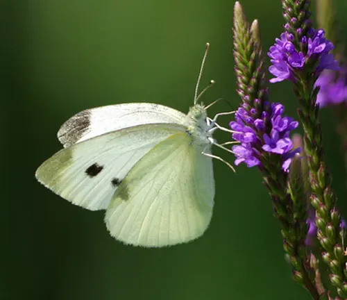A Cabbage White Butterfly perched on a purple flower.