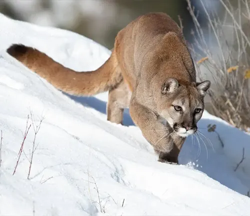 A mountain lion, also known as a cougar, gracefully walking across a snowy hill.