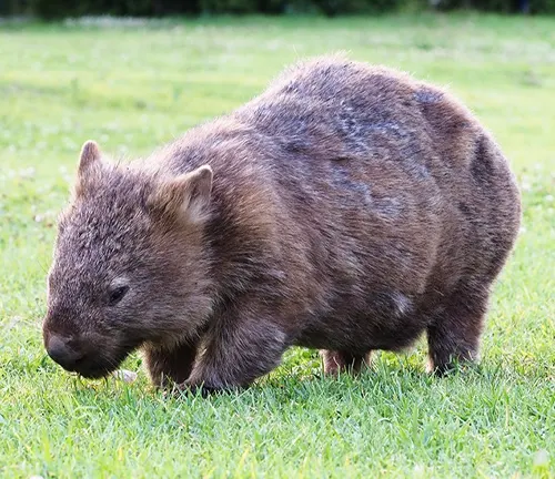 A small brown wombat walking on the grass.