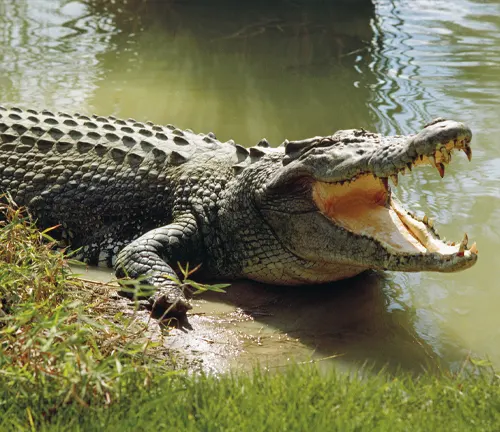 A large saltwater crocodile sitting in the water.
