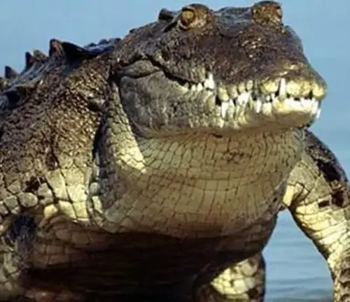 A Nile Crocodile with jaws wide open, revealing its sharp teeth.
