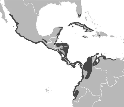 Map of the Americas highlighting key regions and the presence of the American Crocodile.