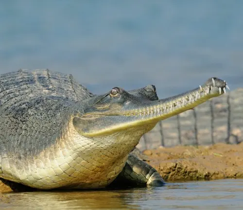 A Gharial crocodile with its mouth wide open, revealing its sharp teeth, showcasing its unique jaw structure.