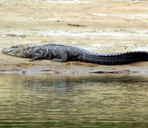 A black caiman crocodile resting on the sand near the water.