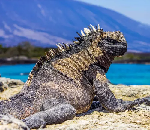 Unique coloration of Marine Iguana blending black, gray, and green hues, standing out against rocky coastal background.