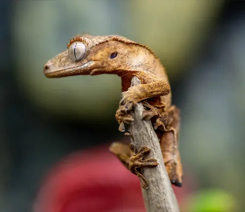 A Crested Gecko perched on a branch, showcasing its unique spiky crest and vibrant colors.