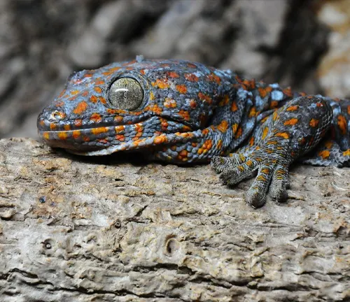 A Tokay Gecko with vibrant orange and blue spots on its back, showcasing its unique coloration.