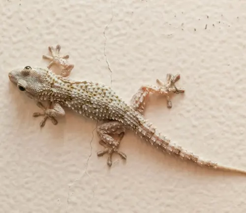 House gecko with specialized toe pads for climbing on various surfaces, showing unique adaptations for vertical movement.