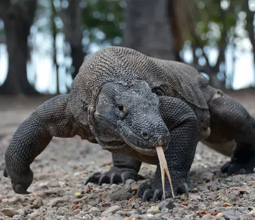 A close-up image of a Komodo Dragon, showcasing its scaly skin, sharp claws, and long forked tongue.