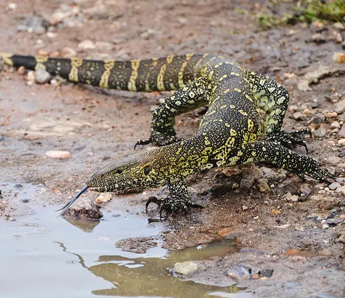 A Nile Monitor Lizard with distinct coloration and patterns drinking water from a puddle.