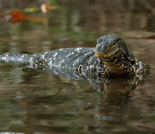 A monitor lizard swimming in water, showcasing the physical characteristics of the Asian Water Monitor.