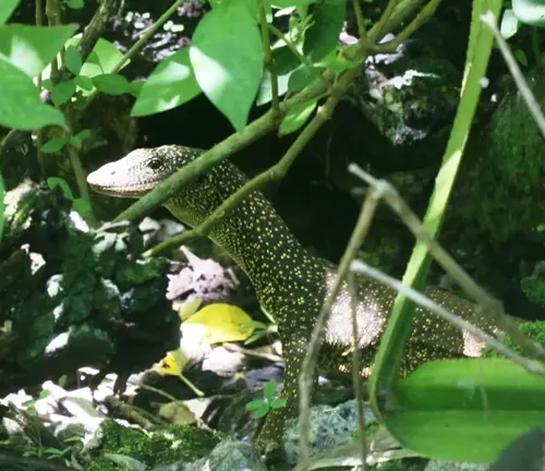 A Mangrove Monitor lizard perched on a tree branch.