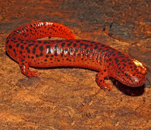 A red salamander with dark spots on a log.
