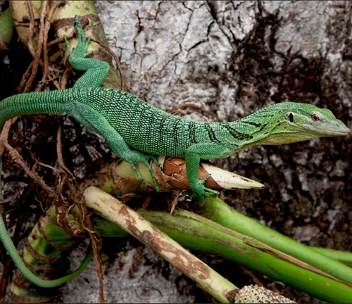 A vibrant green lizard with yellow spots and a long tail, known as the Emerald Tree Monitor.
