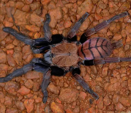 A vibrant Indian Violet Tarantula spider crawling on the ground, displaying vivid colors and distinctive markings.