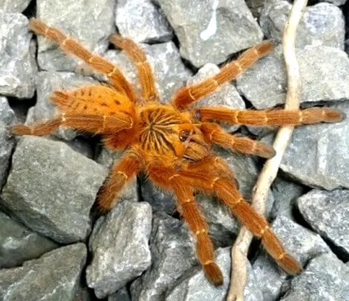 A close-up of an Orange Baboon Tarantula, with its hairy body and long legs, resting on a rocky surface.
