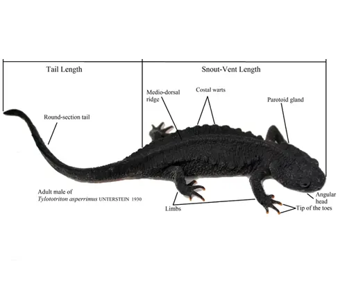 Diagram of Ziegler's crocodile newt showcasing anatomical features and measurements.