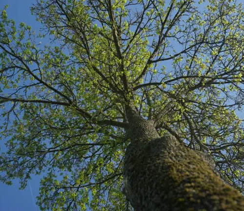 "Upward view of a tree trunk with branches and young green leaves against a blue sky
