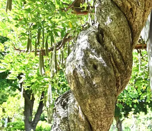 Legumes Tree - Close-up of a tree with a twisted, gnarled trunk and green leaves in the background