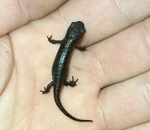 A small Alpine Newt held in the palm of a hand.