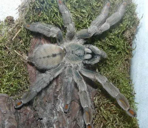 A Trinidad Chevron Tarantula sitting on mossy surface.