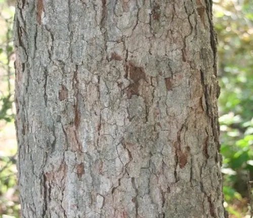 Close-up of a tree trunk showing textured gray bark